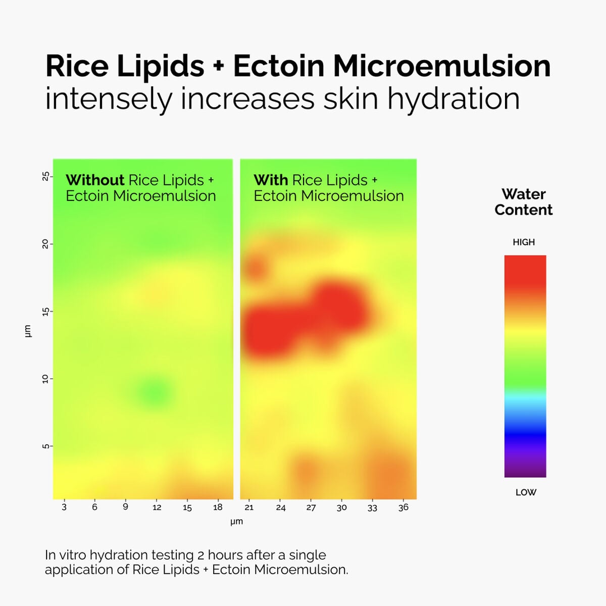 Ultra-Light Rice Lipids + Ectoin Moisturizer